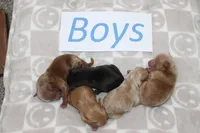 Yorkiepoo Boys, a male Yorkipoo for sale in Maryville, MO – Photo 1 of 10