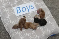 Yorkiepoo Boys, a male Yorkipoo for sale in Maryville, MO – Photo 9 of 10