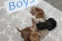 Yorkiepoo Boys, a male Yorkipoo for sale in Maryville, MO – Photo 4 of 10