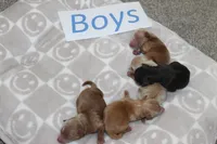 Yorkiepoo Boys, a male Yorkipoo for sale in Maryville, MO – Photo 6 of 10