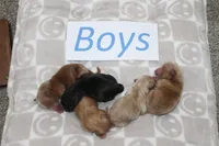 Yorkiepoo Boys, a male Yorkipoo for sale in Maryville, MO – Photo 3 of 10