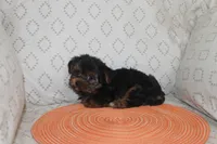 ID # 9855 Small Male Yorkie, a male Yorkshire Terrier for sale in Maryville, MO – 7 of 8