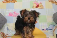 ID # 9855 Small Male Yorkie, a male Yorkshire Terrier for sale in Maryville, MO – 3 of 10