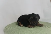 ID # 9855 Small Male Yorkie, a male Yorkshire Terrier for sale in Maryville, MO – 3 of 8
