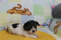 ID # 9845 Female Parti Yorkie , a female Yorkshire Terrier for sale in Maryville, MO – 7 of 10