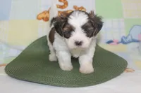 ID # 9839 Male Shorkie , a male Shorkie for sale in Maryville, MO – 6 of 10