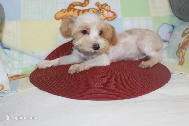 ID # 9207 Small Male Parti Yorkie – Yorkshire Terrier puppy for sale in Maryville, MO