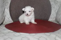 ID # 9840 Small Female Maltese, a female Maltese for sale in Maryville, MO – 9 of 10