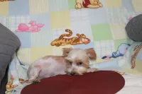 ID # 9207 Small Male Parti Yorkie, a male Yorkshire Terrier for sale in Maryville, MO – 9 of 10