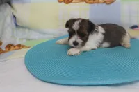 ID # 9836 Male Parti Yorkie, a male Yorkshire Terrier for sale in Maryville, MO – 6 of 7