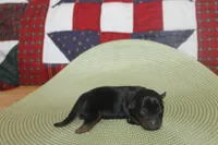 Tiny Male Yorkie, a male Yorkshire Terrier for sale in Maryville, MO – 4 of 9