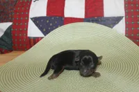 Tiny Male Yorkie, a male Yorkshire Terrier for sale in Maryville, MO – 5 of 9