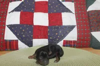 Tiny Male Yorkie, a male Yorkshire Terrier for sale in Maryville, MO – 2 of 9