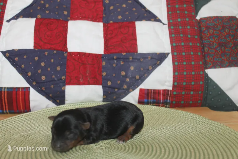 Tiny Male Yorkie – Yorkshire Terrier puppy for sale in Maryville, MO