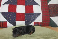 Tiny Male Yorkie, a male Yorkshire Terrier for sale in Maryville, MO – 1 of 9