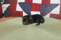 Tiny Male Yorkie, a male Yorkshire Terrier for sale in Maryville, MO – 3 of 9