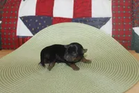 Tiny Male Yorkie, a male Yorkshire Terrier for sale in Maryville, MO – 6 of 9