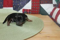 Tiny Male Yorkie, a male Yorkshire Terrier for sale in Maryville, MO – 8 of 9