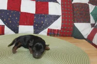 Tiny Male Yorkie, a male Yorkshire Terrier for sale in Maryville, MO – 9 of 9