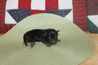 Tiny Male Yorkie, a male Yorkshire Terrier for sale in Maryville, MO – 7 of 9