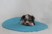 ID # 9200 Tiny Male Parti Yorkie, a male Yorkshire Terrier for sale in Maryville, MO – 5 of 8