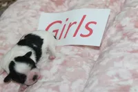 Isabelle's Teddy Bear Girl, a female Shichon for sale in Maryville, MO – Photo 9 of 9