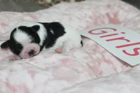 Isabelle's Teddy Bear Girl, a female Shichon for sale in Maryville, MO – Photo 7 of 9