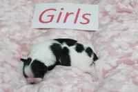 Isabelle's Teddy Bear Girl, a female Shichon for sale in Maryville, MO – Photo 2 of 9