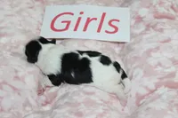 Isabelle's Teddy Bear Girl, a female Shichon for sale in Maryville, MO – Photo 4 of 9