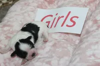 Isabelle's Teddy Bear Girl, a female Shichon for sale in Maryville, MO – Photo 8 of 9