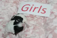 Isabelle's Teddy Bear Girl, a female Shichon for sale in Maryville, MO – Photo 5 of 9