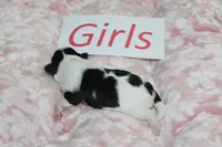 Isabelle's Teddy Bear Girl, a female Shichon for sale in Maryville, MO – Photo 3 of 9