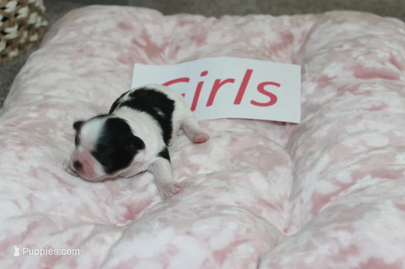 Isabelle's Teddy Bear Girl