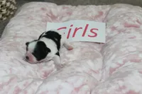 Isabelle's Teddy Bear Girl, a female Shichon for sale in Maryville, MO – Photo 1 of 9