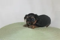 ID # 9855 Small Male Yorkie, a male Yorkshire Terrier for sale in Maryville, MO – 7 of 8