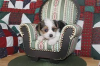 ID # 9198 Male Parti Yorkie, a male Yorkshire Terrier for sale in Maryville, MO – 3 of 7