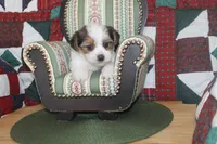 ID # 9198 Male Parti Yorkie, a male Yorkshire Terrier for sale in Maryville, MO – 6 of 7