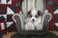ID # 9198 Male Parti Yorkie, a male Yorkshire Terrier for sale in Maryville, MO – 2 of 7