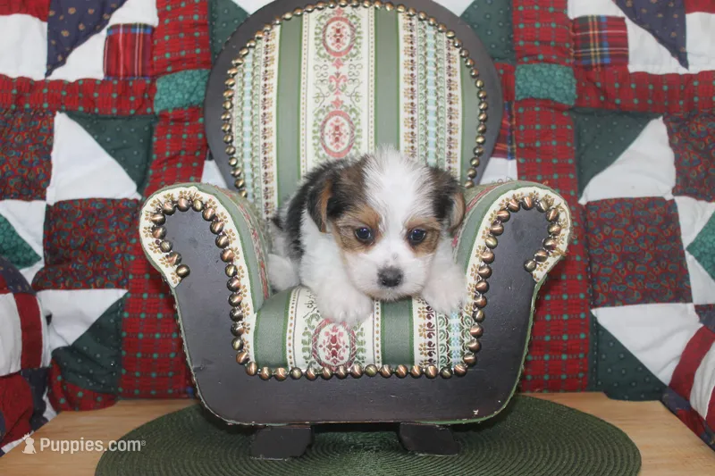 ID # 9198 Male Parti Yorkie – Yorkshire Terrier puppy for sale in Maryville, MO