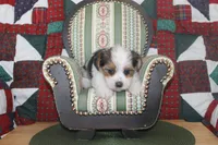 ID # 9198 Male Parti Yorkie, a male Yorkshire Terrier for sale in Maryville, MO – 1 of 7