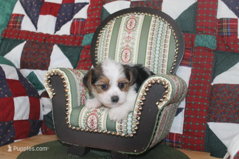 ID # 9198 Male Parti Yorkie – Yorkshire Terrier puppy for sale in Maryville, MO