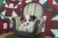 ID # 9198 Male Parti Yorkie, a male Yorkshire Terrier for sale in Maryville, MO – 4 of 7