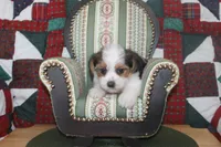 ID # 9198 Male Parti Yorkie, a male Yorkshire Terrier for sale in Maryville, MO – 5 of 7