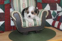 ID # 9198 Male Parti Yorkie, a male Yorkshire Terrier for sale in Maryville, MO – 7 of 7