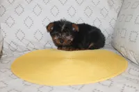 ID # 9852 Tiny Male Yorkie, a male Yorkshire Terrier for sale in Maryville, MO – 2 of 8