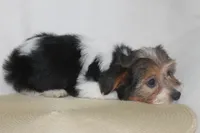 ID # 9192 Male Parti Yorkie, a male Yorkshire Terrier for sale in Maryville, MO – 3 of 10