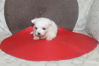 ID # 9857 Small Male Maltese, a male Maltese for sale in Maryville, MO – 6 of 10