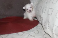 ID # 9840 Small Female Maltese, a female Maltese for sale in Maryville, MO – 3 of 10