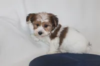 ID # 9195 Male Parti Yorkie, a male Yorkshire Terrier for sale in Maryville, MO – 5 of 7