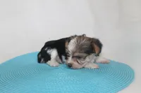 ID # 9200 Tiny Male Parti Yorkie, a male Yorkshire Terrier for sale in Maryville, MO – 3 of 8